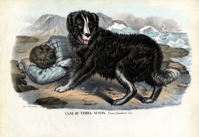 Dogs by Raimundo Petraroja